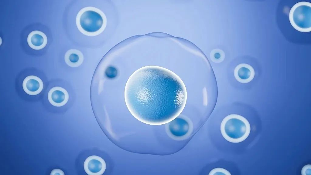 干细胞有望减缓男性生殖系统衰老，有效治疗男性不育！