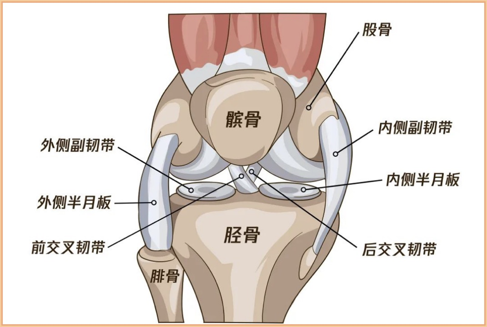 干细胞让软骨再生,治疗关节炎