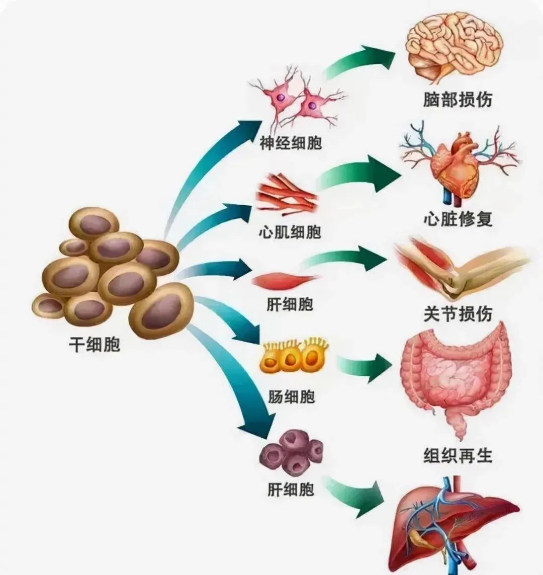 干细胞有效改善这7类中老年病症