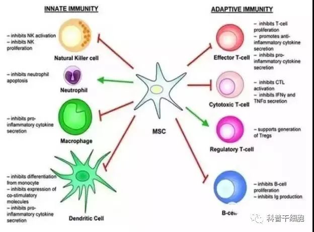 间充质干细胞与免疫是如何“相互作用”的？