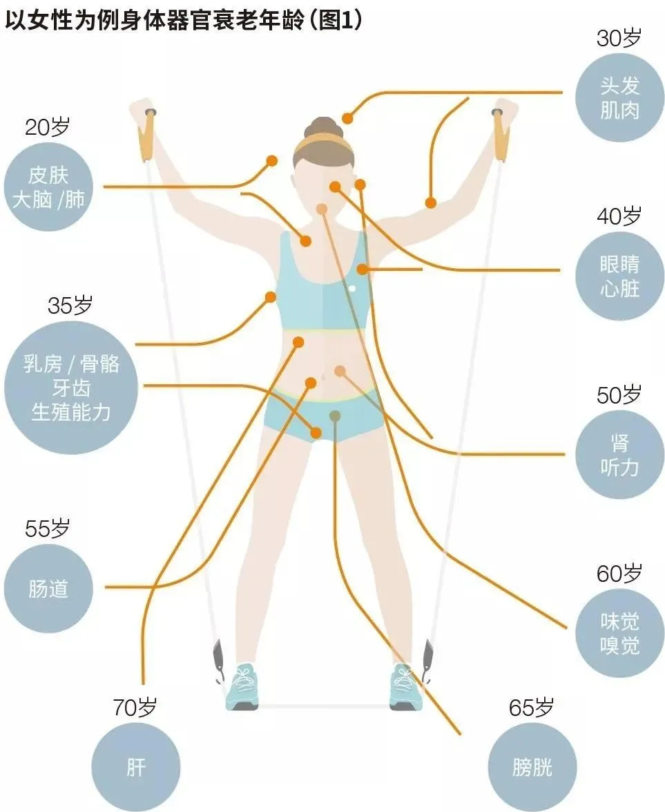 国际顶尖学术期刊Nature：衰老是细胞的停滞