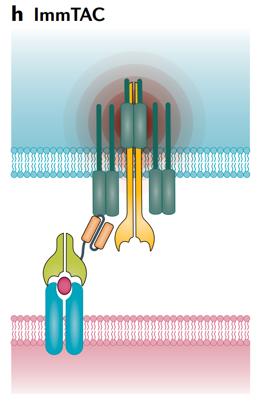 双特异性抗体之T细胞结合器