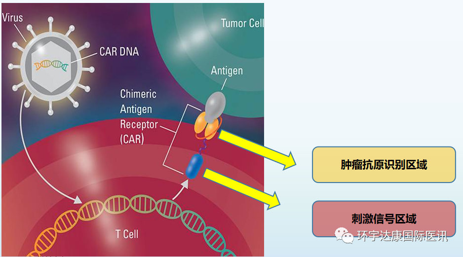 客观缓解率高达100%!新型CAR-T疗法将为这些恶性肿瘤患者刷新生存率