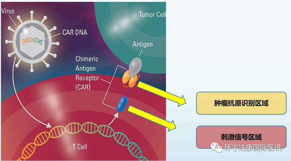 客观缓解率高达100%​！新型CAR-T疗法将为这些恶性肿瘤患者刷新生存率