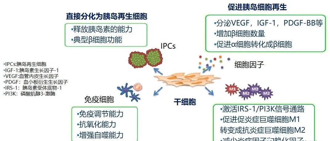 关于干细胞治疗糖尿病的十问十答