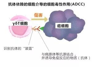 癌细胞“终结者”最强肿瘤杀手——γδT细胞