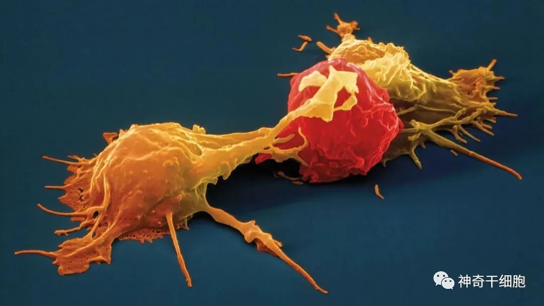 干细胞、免疫细胞双向调节，让甲流病毒不再“狂飙”！