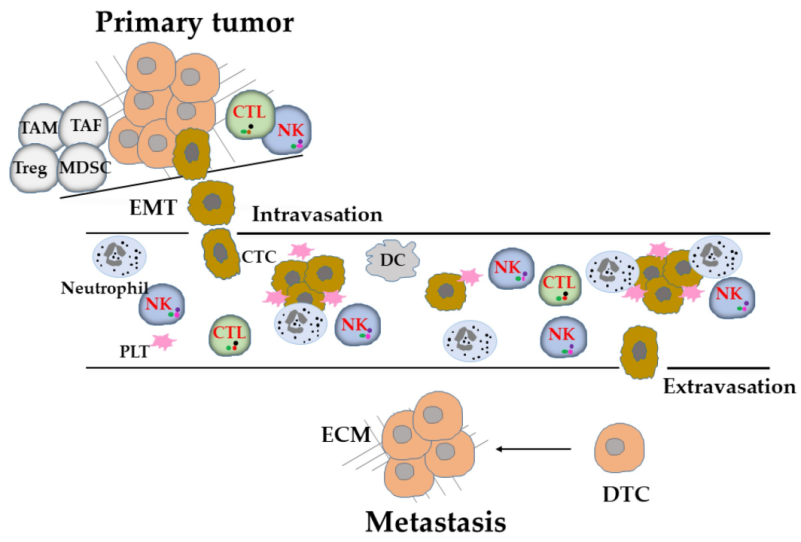 NK细胞，控制肿瘤转移的辅助之道