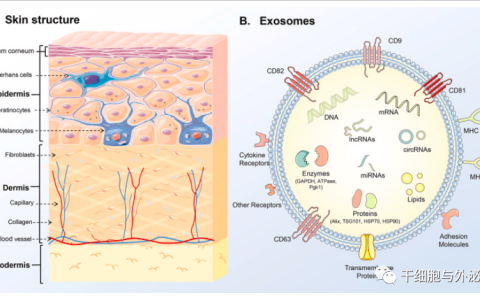 外泌体疗法的新机制及在皮肤医学美容领域的应用