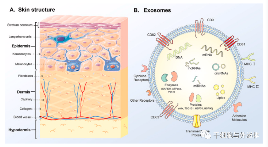 外泌体疗法的新机制及在皮肤医学美容领域的应用