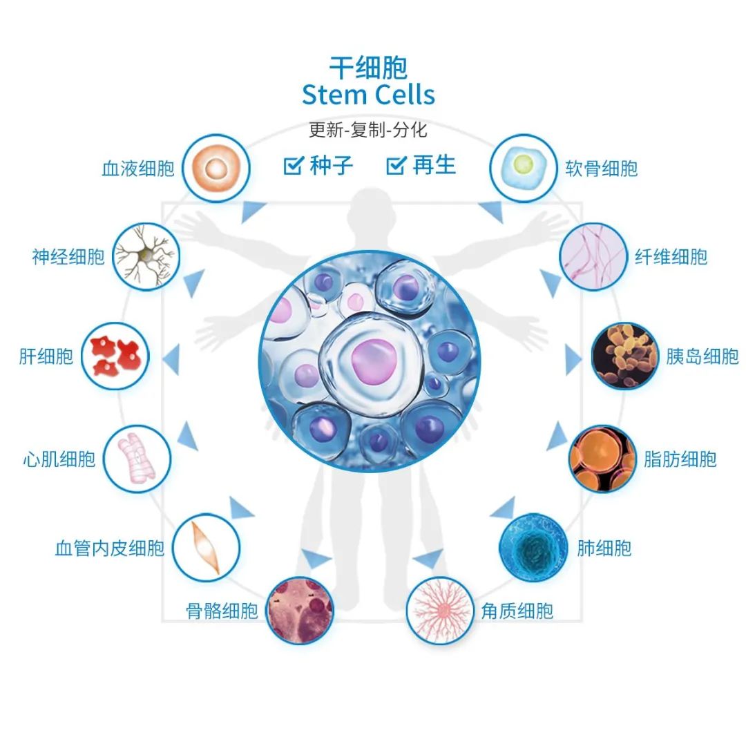 30岁后，每十年一道坎儿，干细胞技术帮你征服人生每一道病坎！