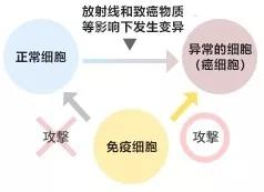 癌细胞“终结者”最强肿瘤杀手——γδT细胞