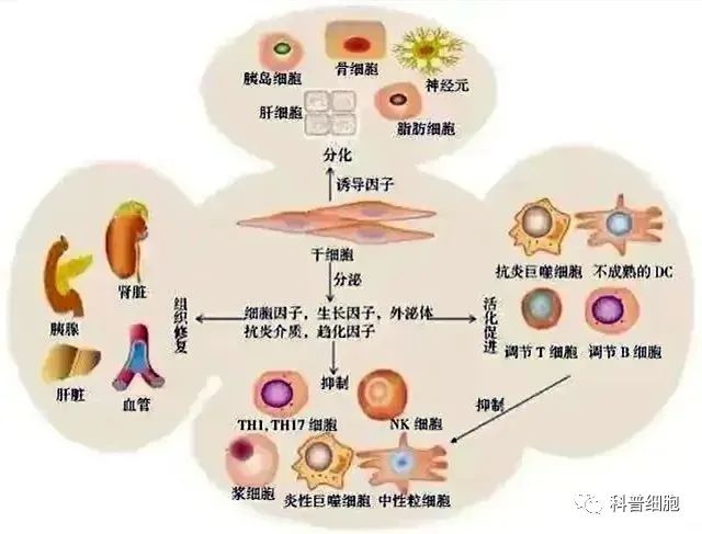 回输干细胞 | 如何对人体实现精准修复？