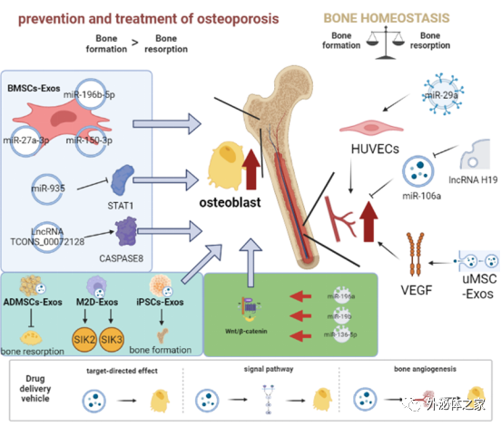Pharmaceutics | 广州体育学院运动生物化学团队：外泌体作为骨相关疾病药物传递系统的研究进展