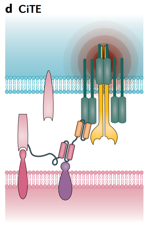 双特异性抗体之T细胞结合器