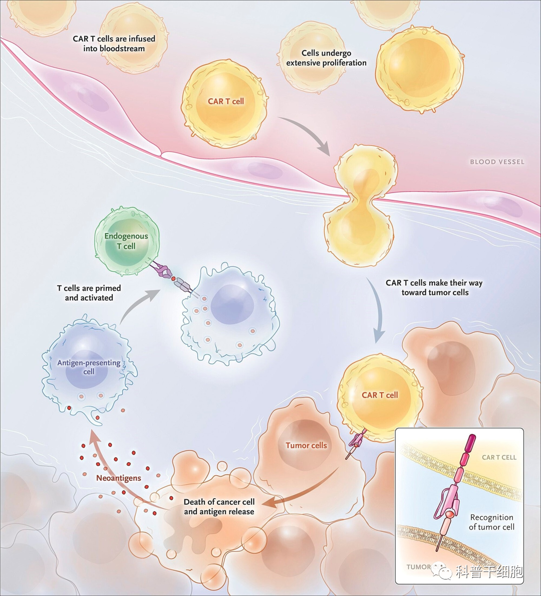 颠覆性技术！CAR-T治疗费用有望从120万降至2万，由体外生产转至体内生产