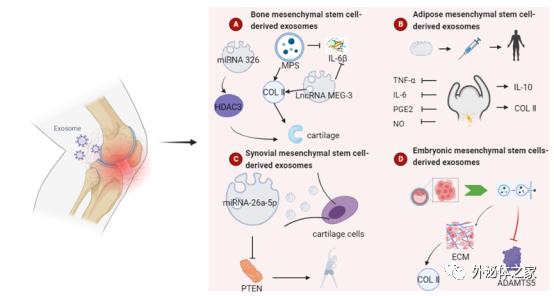 Pharmaceutics | 广州体育学院运动生物化学团队：外泌体作为骨相关疾病药物传递系统的研究进展