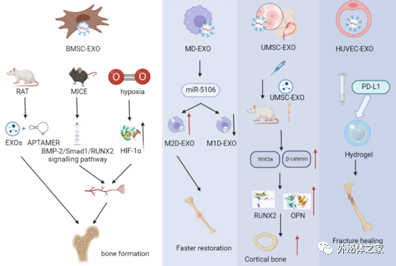 Pharmaceutics | 广州体育学院运动生物化学团队：外泌体作为骨相关疾病药物传递系统的研究进展