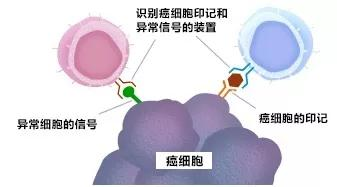 癌细胞“终结者”最强肿瘤杀手——γδT细胞