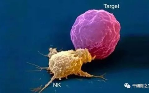 NK细胞是人体免疫的广谱杀手，防癌、抵御病毒、抗衰老