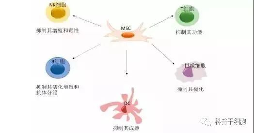 间充质干细胞与免疫是如何“相互作用”的？