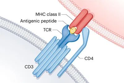《自然》：T细胞研究的里程碑