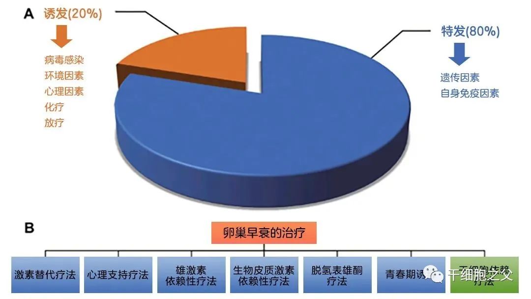 广州医科大学第三附属医院：干细胞治疗61名卵巢早衰患者的临床结果分析