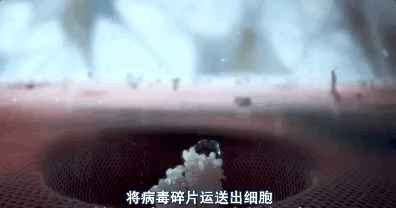 干细胞对于免疫调节的三层作用机制