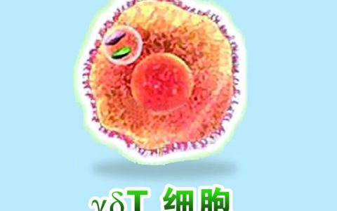 癌细胞“终结者”最强肿瘤杀手——γδT细胞
