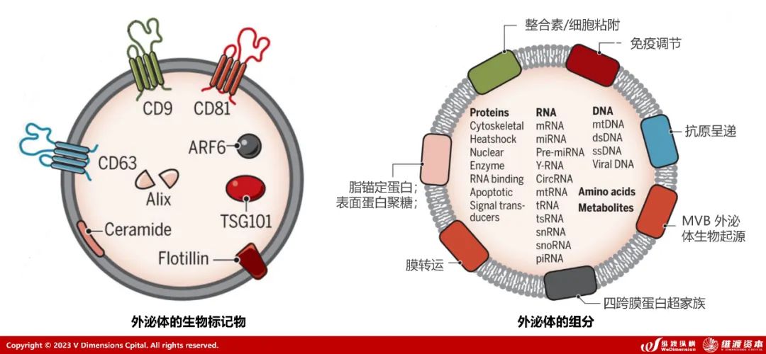 2023年外泌体行业研究报告