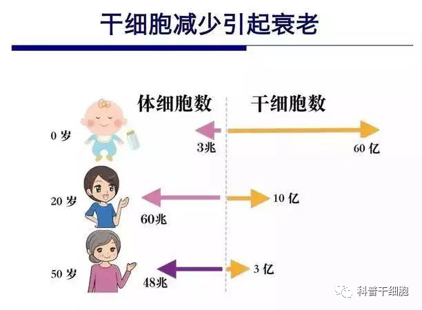 干细胞为何是再生医学的核心？