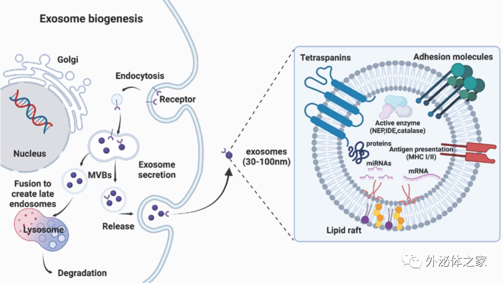Theranostics | 海军医科大学：工程化间充质干细胞衍生的细胞外囊泡---对抗阿尔茨海默病的多功能武器