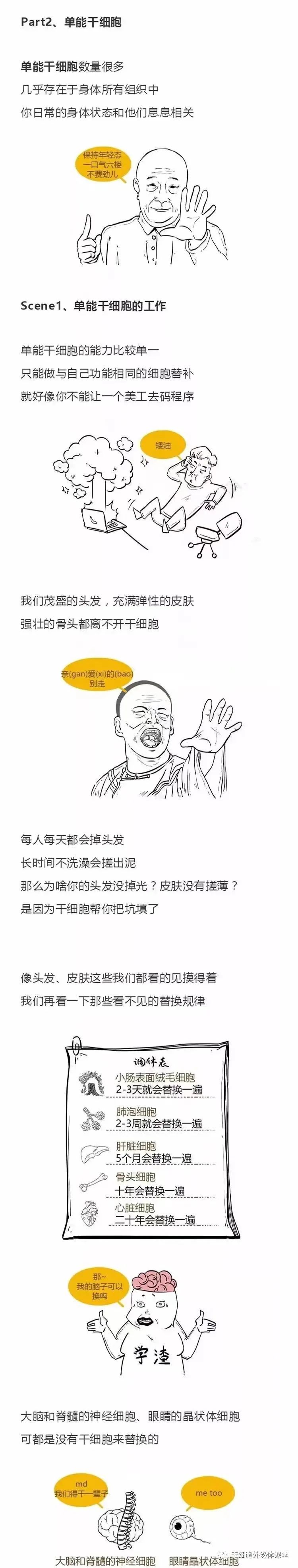 【漫画图解】干细胞怎么影响人的生老病死