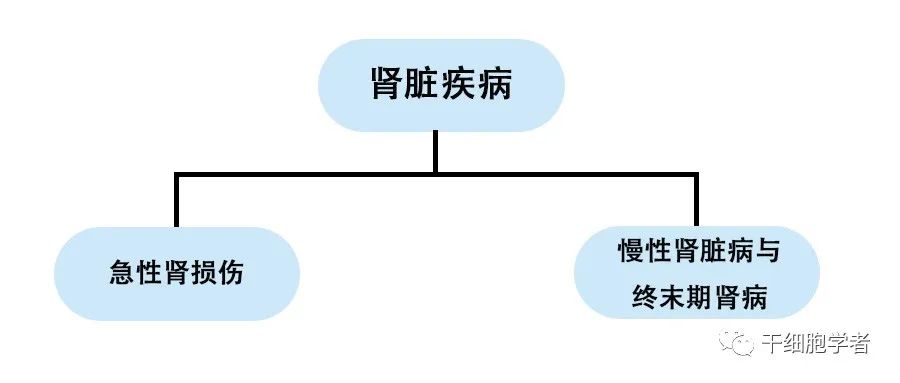 干细胞治疗应用病症合集 （二）