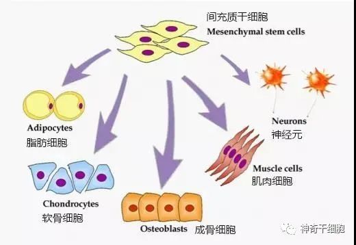 干细胞为健康加“骨”劲，有效改善骨质疏松症