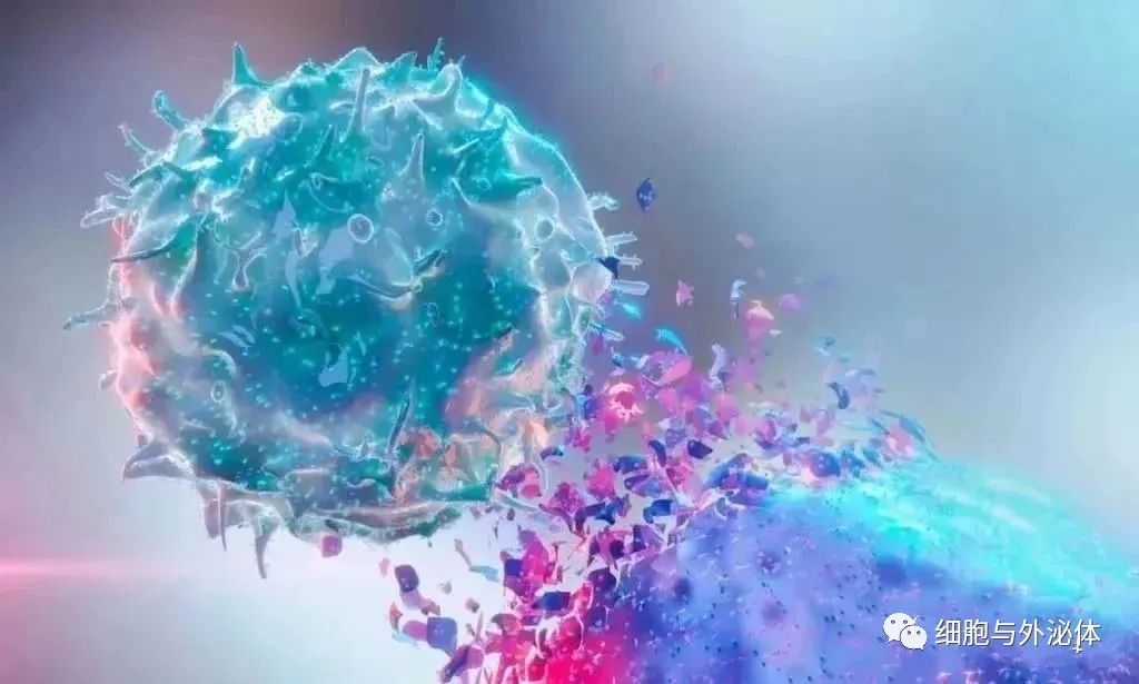 NK等免疫细胞衍生的外泌体作为细胞疗法的潜力巨大