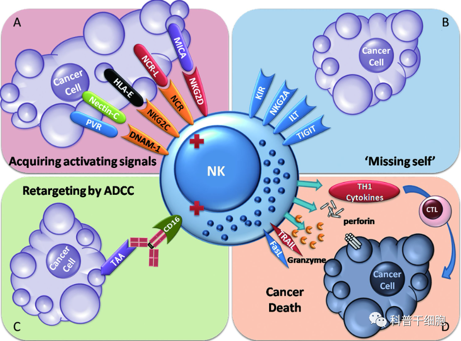 免疫系统中的“特种部队”——NK细胞