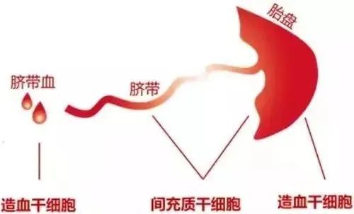 科普 | 不可不知的干细胞分类