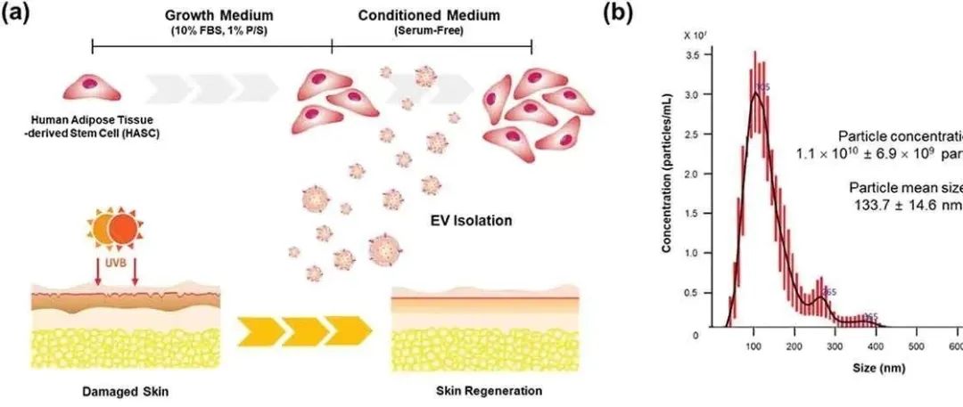 干细胞外泌体与皮肤抗衰老