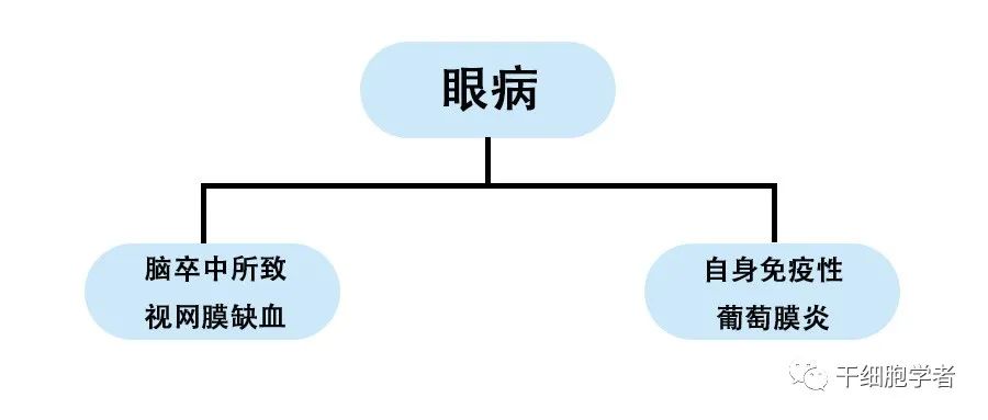 干细胞治疗应用病症合集 （三）