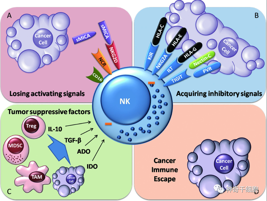 NK细胞疗法，或将掀起免疫防癌抗癌新革命