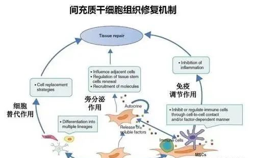 干细胞成为4类肾病的理想选择