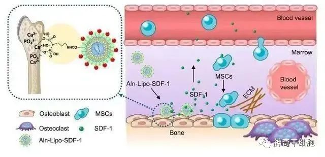 干细胞为健康加“骨”劲，有效改善骨质疏松症