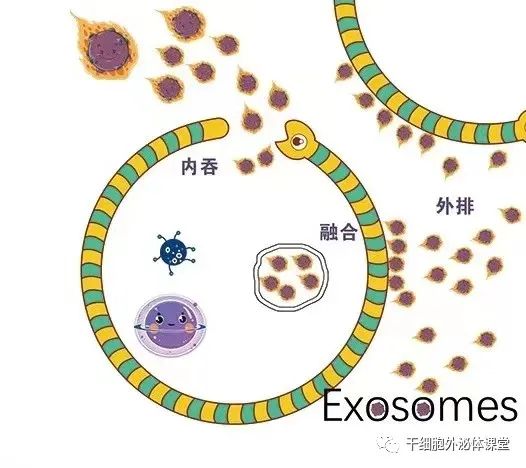 关于美业新晋“网红”外泌体，99%的人不清楚