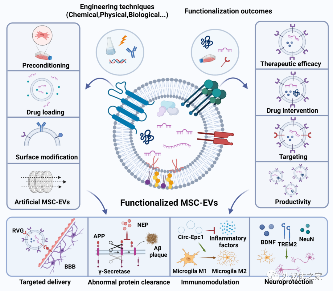 Theranostics | 海军医科大学：工程化间充质干细胞衍生的细胞外囊泡---对抗阿尔茨海默病的多功能武器