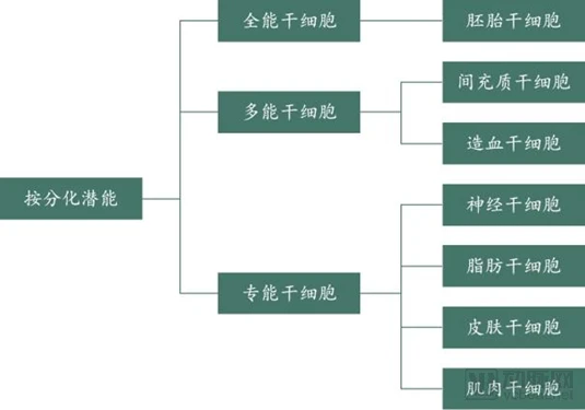 科普 | 不可不知的干细胞分类