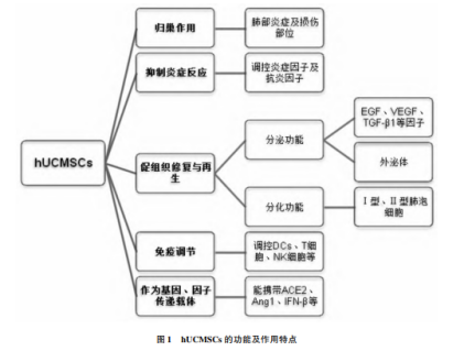 干细胞对抗肺部疾病 | 让生命的能量，流动于一呼一吸之间