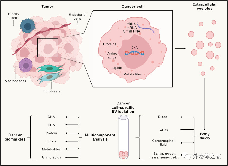 Cell丨Kalluri团队总结细胞外囊泡在肿瘤中的作用及未来展望