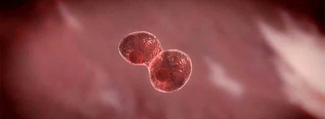 干细胞成为4类肾病的理想选择