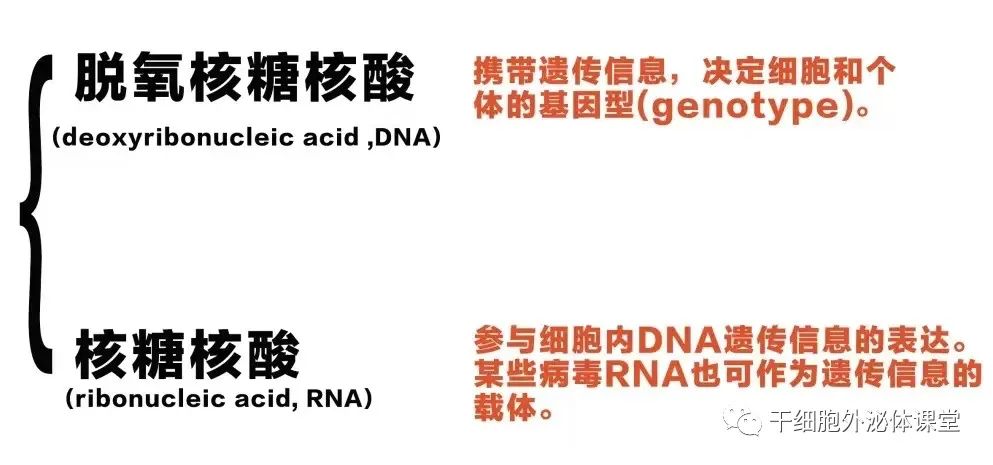 关于美业新晋“网红”外泌体，99%的人不清楚